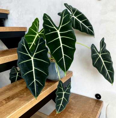 什么是喜阴植物室内，喜阴好养的室内植物？