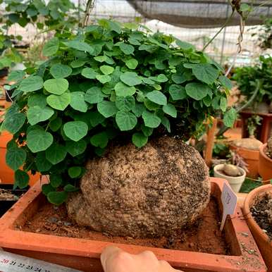 什么是喜阴植物室内，喜阴好养的室内植物？