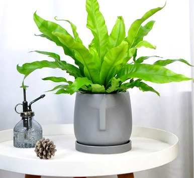 什么是喜阴植物室内，喜阴好养的室内植物？