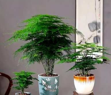 什么是喜阴植物室内，喜阴好养的室内植物？