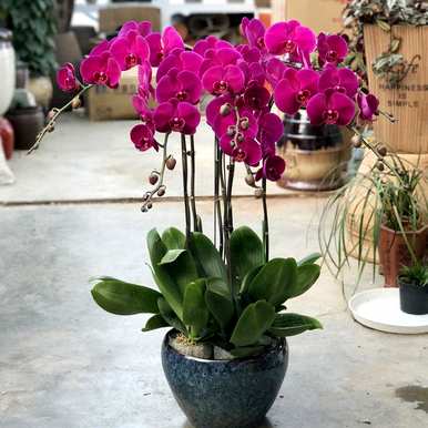 什么是喜阴植物室内，喜阴好养的室内植物？