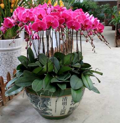 什么是喜阴植物室内，喜阴好养的室内植物？