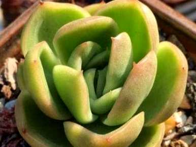 肉质植物如何饲养叶子肥厚，肉质植物佛手掌如何饲养叶子肥厚