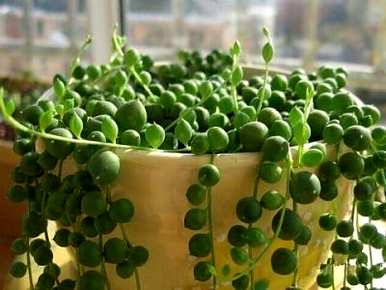 正宗佛珠吊兰图片，如何种植佛珠吊兰？