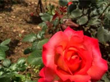 香水月季花品种推荐，月季花品种有哪些？