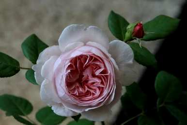 香水月季花品种推荐，月季花品种有哪些？