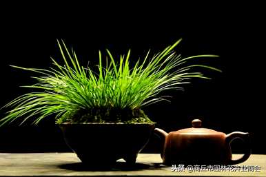 太湖石菖蒲盆景，如何饲养菖蒲盆景