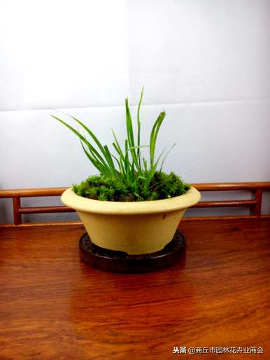 太湖石菖蒲盆景，如何饲养菖蒲盆景