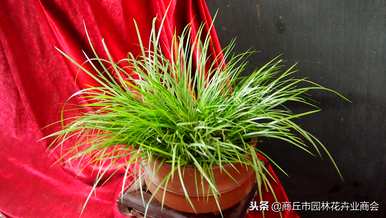 太湖石菖蒲盆景，如何饲养菖蒲盆景