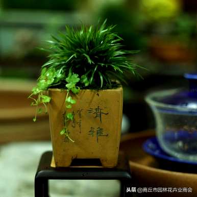 太湖石菖蒲盆景，如何饲养菖蒲盆景