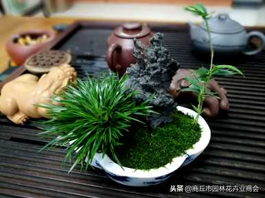太湖石菖蒲盆景，如何饲养菖蒲盆景
