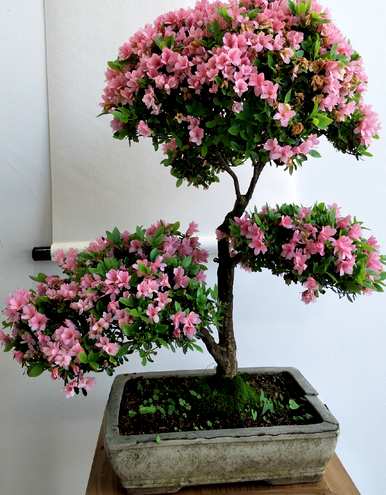 杜鹃花的花期是几月，杜鹃花的花期是几月