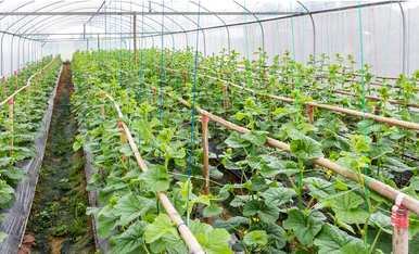 黄河哈密瓜能用瓜里种子吗？如何种植哈密瓜种子？