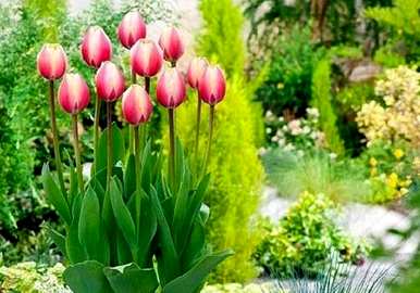 郁金香花期多长，郁金香花期多长