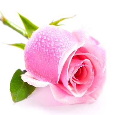 什么是不同颜色的玫瑰花语，什么是粉色玫瑰花语？