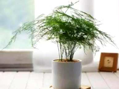 如何剪下文竹生根，文竹如何快速生根？