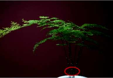 如何剪下文竹生根，文竹如何快速生根？