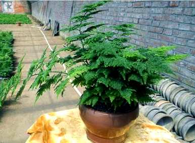 如何剪下文竹生根，文竹如何快速生根？