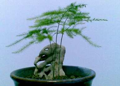 如何剪下文竹生根，文竹如何快速生根？