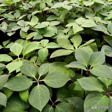 如何种植重楼视频？