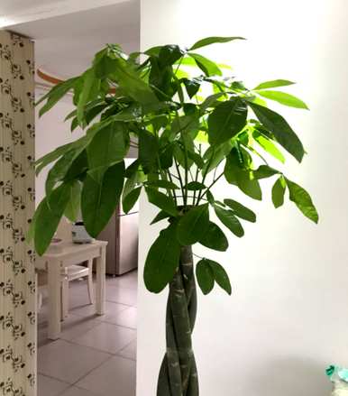什么样的绿色植物适合客厅饲养，什么样的绿色植物适合客厅饲养