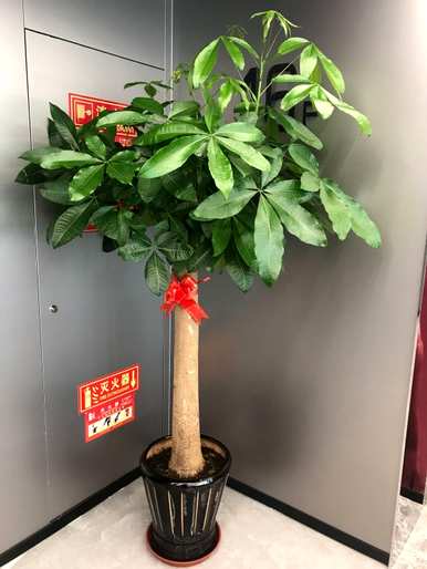 什么样的绿色植物适合客厅饲养，什么样的绿色植物适合客厅饲养