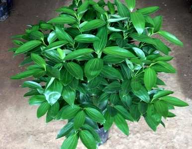 什么样的绿色植物适合客厅饲养，什么样的绿色植物适合客厅饲养