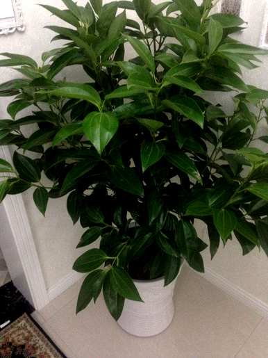 什么样的绿色植物适合客厅饲养，什么样的绿色植物适合客厅饲养