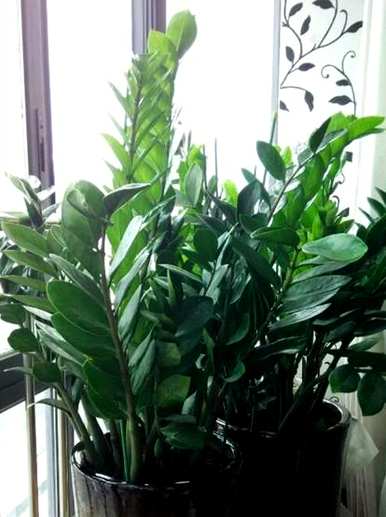 什么样的绿色植物适合客厅饲养，什么样的绿色植物适合客厅饲养