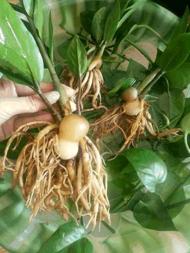 什么样的绿色植物适合客厅饲养，什么样的绿色植物适合客厅饲养
