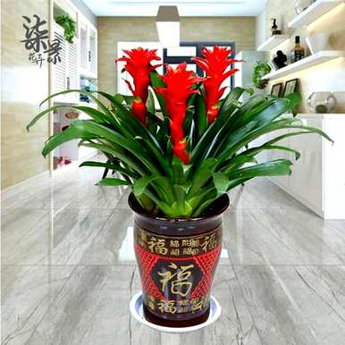 什么样的绿色植物适合客厅饲养，什么样的绿色植物适合客厅饲养
