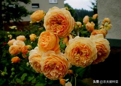 爬墙月季哪个品种好看，爬墙月季哪个季节移栽？