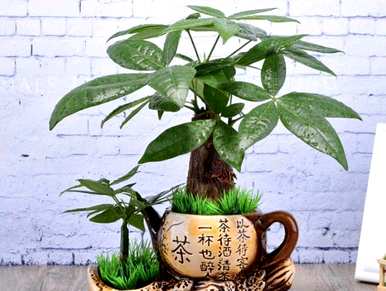 如何养护发财树盆景，如何养护发财树盆景