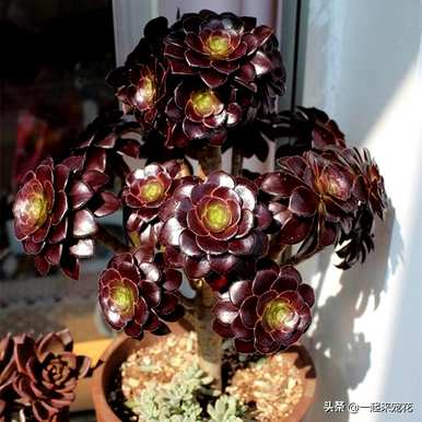 如何饲养魔法师的肉质植物？如何饲养魔法师的肉质植物