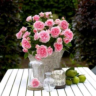 月季花怎么养，月季花怎么养？