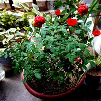 月季花怎么养，月季花怎么养？