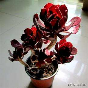 如何饲养魔法师的肉质植物？如何饲养魔法师的肉质植物