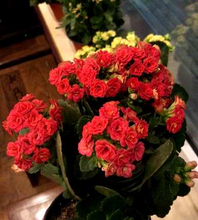 如何养长寿花才能开花，为什么不养长寿花呢？