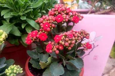 如何养长寿花才能开花，为什么不养长寿花呢？